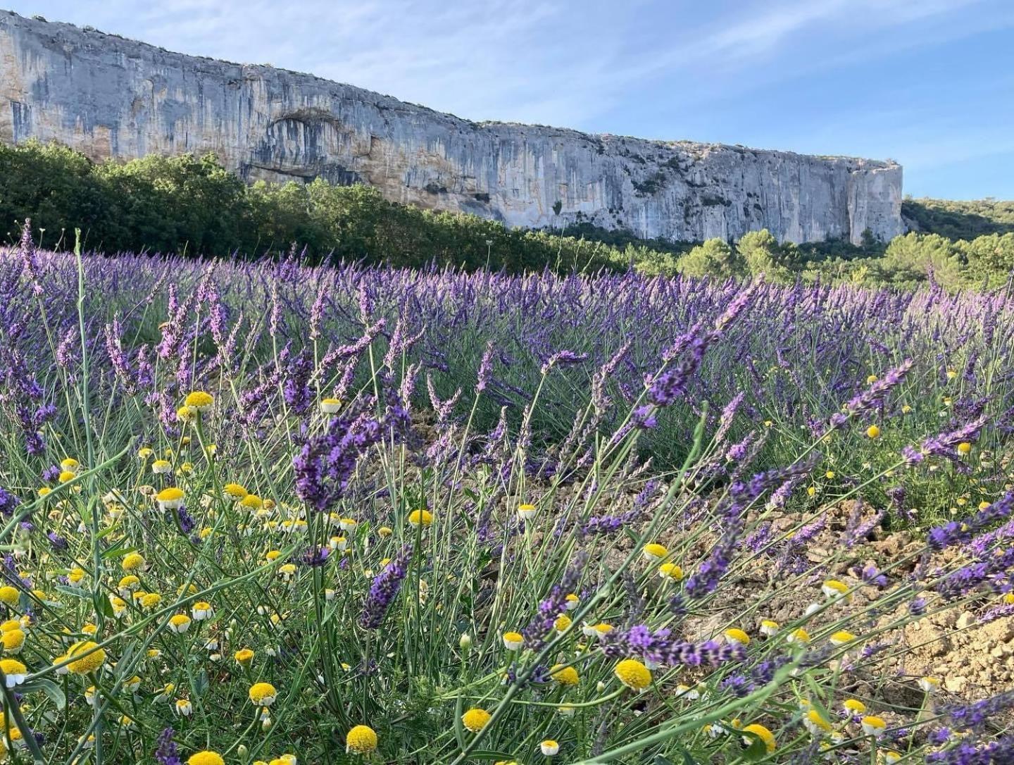 Gite La Madeleine Du Luberon. Lioux Εξωτερικό φωτογραφία